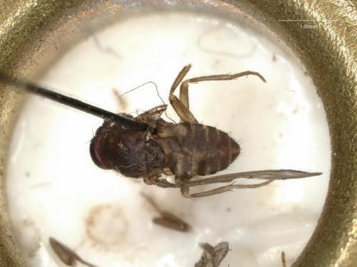 Drosophila sp.